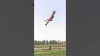 My Bernese Mountain Dog vs A Malinois😂  bernesemountaindog belgianmalinois funnydogvideos [upl. by Ephram]