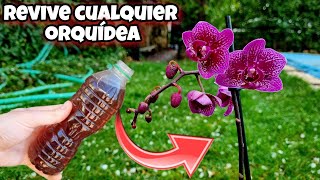 REVIVE CUALQUIER ORQUÍDEA con esto Abono Casero y Fertilizante natural para florecer Phalaenopsis [upl. by Nabi588]