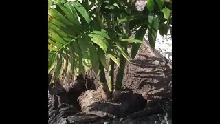 How to plant or transplant a palm tree shrub or tree [upl. by Athelstan]