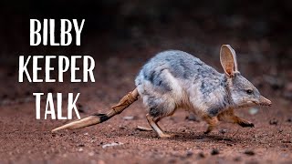 Greater Bilby Keeper Talk at Taronga Zoo Sydney [upl. by Ainez]