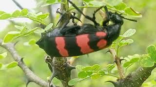 Blister Beetle Natures Toxic Beaut Thorny Branch [upl. by Tobi974]