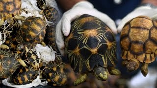 Customs Dept seizes smuggled tortoises at KLIA [upl. by Rainie]