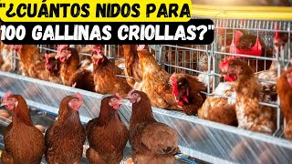 ¿Cuántos nidos se necesitan para 100 gallinas criollas y ponedoras [upl. by Abocaj215]