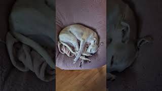 5 Reasons Why The Whippet Is My Spirit Animal sighthound whippetpuppy whippet dogsofyoutube [upl. by Odlanyer]