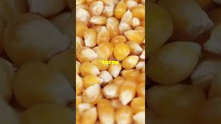 Why does popcorn poplike and sub to join usfactssciencepopcornfoodscience [upl. by Zel]