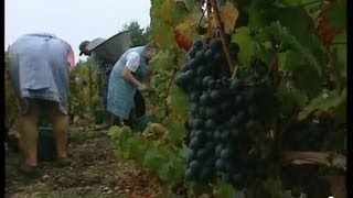 Rivarennes  dernières vendanges à la main [upl. by Einal654]