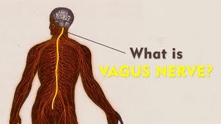 What Is The Vagus Nerve  Vagus Nerve Explained  Brain Mind Body Connect [upl. by Loralee]