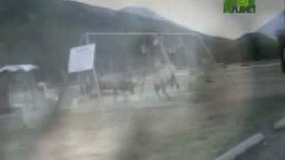 Untamed and Uncut  Elk Battle on Playground [upl. by Rori]