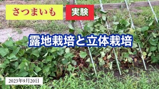 さつまいも 実験「露地栽培と立体栽培」第ニ章完結編 [upl. by Frodeen]