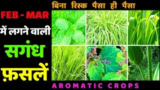 फ़रवरीमार्च में लगने वाली सुगंधित फ़सलें । Aromatic Plants Cultivation in FebMar सगंध पौधों की खेती [upl. by Lorna]