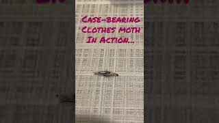 Seeing Case bearing clothes moth in action warming to take action shorts [upl. by Enedan]