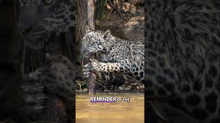 Encounter the Majestic Jaguars of the Pantanal [upl. by Vasquez]