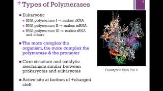 178RNA Polymerase Structure [upl. by Enyahc691]