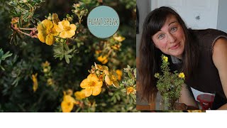 Cinquefoilpotentilla fruticosaperennial shrubhow to growpruning tips [upl. by Tabib]