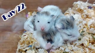 Roborovski Dwarf Hamster Baby Growing Up  Hamster Survival 🐹41 [upl. by Secnarfyram]