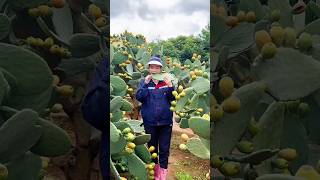 The Most Amazing Fruits  fruits cutting video fruitcuttingvideo [upl. by Shiller]