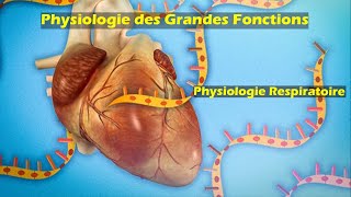 Physiologie respiratoire S5 partie 8  Physiologie des grandes fonctions  Pr Z Chraïbi [upl. by Gleda]