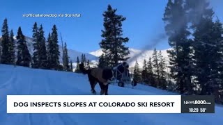 Dog inspects slopes at Colorado Ski Resort [upl. by Keyser758]