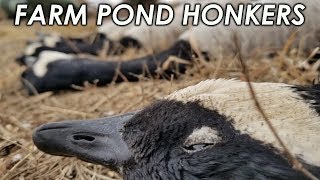 Farm Pond Honkers  Duck and Goose Hunt 2018 [upl. by Itra]