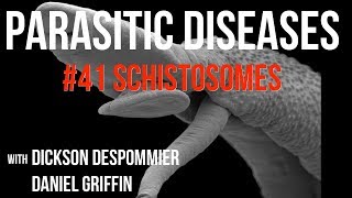 Parasitic Diseases Lectures 41 Schistosomes [upl. by Akinirt]