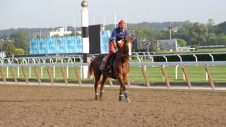 A tribute to California Chrome The Call Happy Retirement [upl. by Sicular]