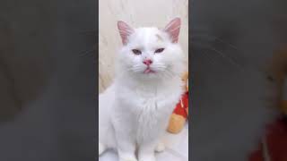 Aww she is crying cat cats catlover catlovers catvideos shorts funny funncats catshorts [upl. by Nyved529]