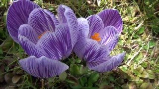 Flores crocus en Jaca [upl. by Mahla916]