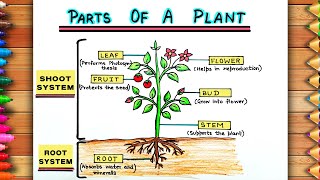 Easy Parts of A Plant Drawing  Diagram of Parts of Plants  Labelled Diagram of Parts of Plants [upl. by Armilla]