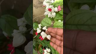 ஐய்யய்யோ ரத்தம் வருதே😳🤣Home garden vlogBleeding heart flowersnaturehealthylifestylrshorts [upl. by Burk814]