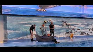 Dubai Dolphinarium April24 [upl. by Otrebla]