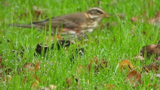 The Thrush Family [upl. by Veron]