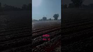 अफ़ीम की खेती day10shortvideo farming day10 agriculture afimkisan afimniti khetibadistatus [upl. by Hanauq]