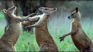 Kangaroos Fight For A Mate  Life Of Mammals  BBC Earth [upl. by Tanberg]