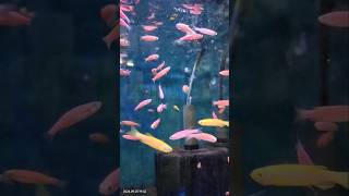 Zebra fishe zebrafish aqurium fish fishlover foryou sort viralvideo trending hit big [upl. by Rehsu]