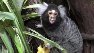 Marmoset pygmy Smallest monKey in the worLd takes a Big bite [upl. by Siclari]