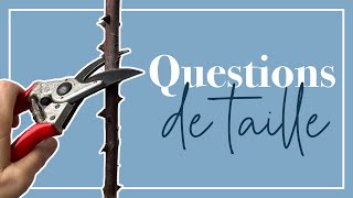 Taille des rosiers pour débutants 10 questionsréponses [upl. by Silvestro799]