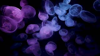 CALMING JELLYFISH AQUARIUM • 8 HOURS • BEST RELAX BUBBLE SOUND • SLEEP MUSIC • 4K [upl. by Greenquist]