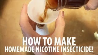 Homemade Insect Spray How To Make Nicotine Insecticide [upl. by Refinaj]