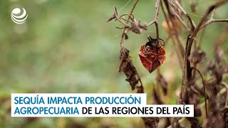 Sequía impacta producción agropecuaria de las regiones del país [upl. by Rosanna]