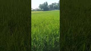 Bangladeshi rice fieldsbagladesh ricefield [upl. by Croix872]