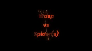 Wasp vs Spiders [upl. by Aggappe53]