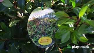 Syzygium australe Resilience Resilience Lillypilly at Plantmark Wholesale Nurseries [upl. by Sandell]