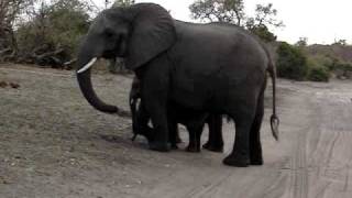 Baby elephant sneezes and scares himself [upl. by Notsirhc]