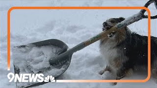 Colorado dog hard at work shoveling snow [upl. by Powers]