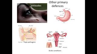 411 Communicable diseases d Primary nonspecifc defences against pathogens [upl. by Janina]