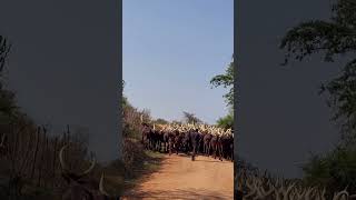 African Long Horned Cattle 🇺🇬 [upl. by Noby]