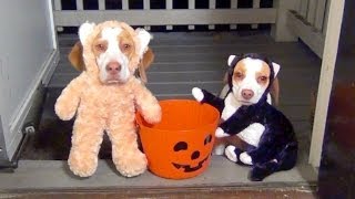 Dogs Go Trick or Treating on Halloween Cute Dog Maymo amp Puppy Penny [upl. by Iidnarb704]