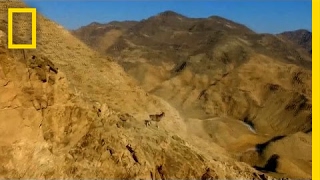 Watch Rare Wild Sheep Run Up Steep Mountainside With Ease  National Geographic [upl. by Dnalrah637]