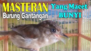 FLAMBOYAN GACOR  Masteran Ampuh Burung Gantangan Yang Macet Bunyi [upl. by Amehr596]