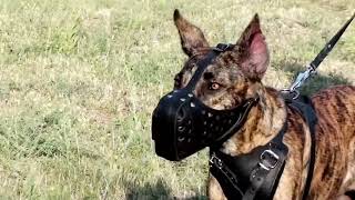 Cane Corso and other canines in Training Leather Dog Muzzle [upl. by Cannon]